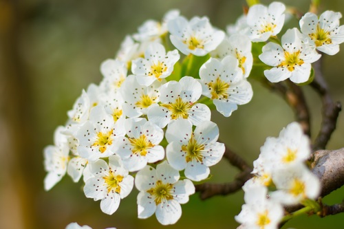 Fragrant white plum blossom Stock Photo 06