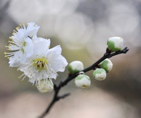 Fragrant white plum blossom Stock Photo 07