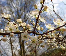 Fragrant white plum blossom Stock Photo 08