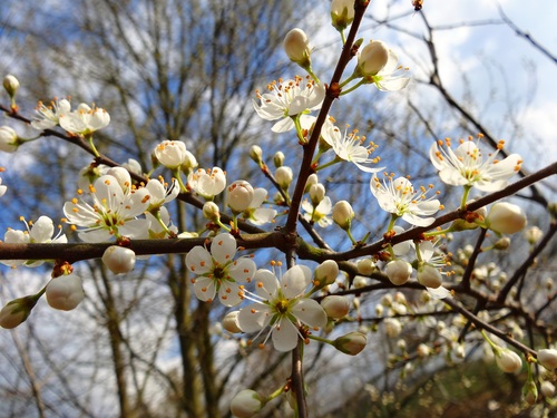 Fragrant white plum blossom Stock Photo 08