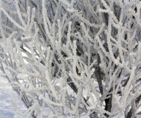 Frost branches Stock Photo 01