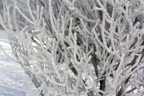 Frost branches Stock Photo 01