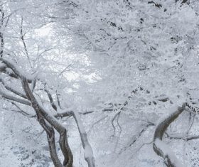Frost branches Stock Photo 02