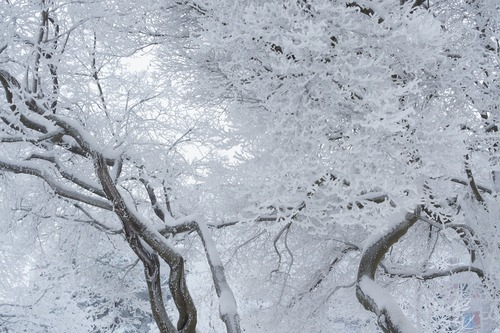 Frost branches Stock Photo 02