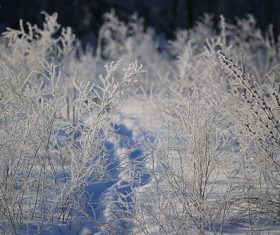 Frost branches Stock Photo 03