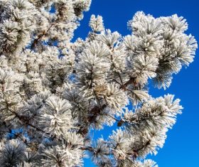 Frost branches Stock Photo 04