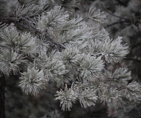 Frost branches Stock Photo 05