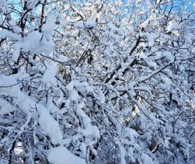 Frost branches Stock Photo 06