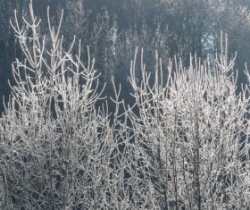 Frost branches Stock Photo 07