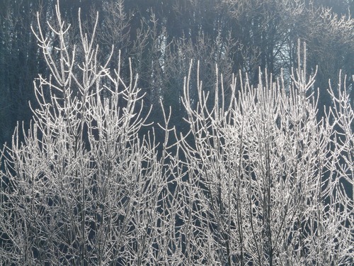 Frost branches Stock Photo 07