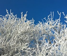 Frost branches Stock Photo 08
