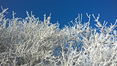 Frost branches Stock Photo 08