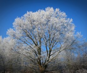 Frost branches Stock Photo 09
