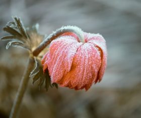 Frozen rose flower Stock Photo