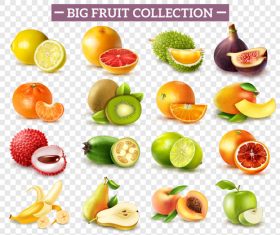 Fruits set of vector illustrations 02