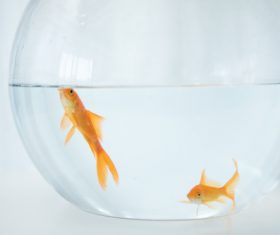 Goldfish in a fish tank Stock Photo 01