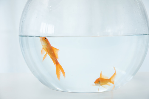 Goldfish in a fish tank Stock Photo 01