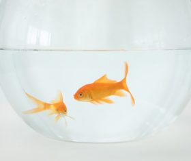 Goldfish in a fish tank Stock Photo 02