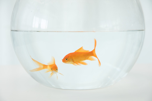 Goldfish in a fish tank Stock Photo 02