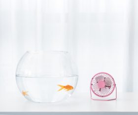 Goldfish in a fish tank Stock Photo 03
