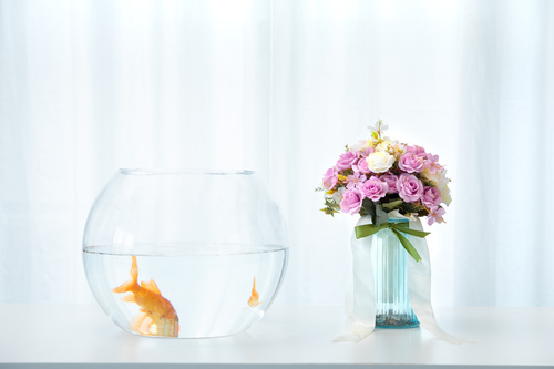 Goldfish in a fish tank Stock Photo 04