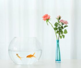 Goldfish in a fish tank Stock Photo 05