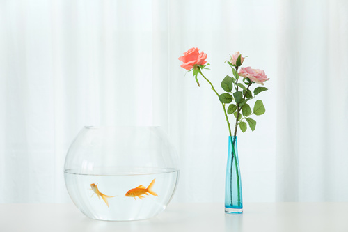 Goldfish in a fish tank Stock Photo 05