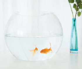Goldfish in a fish tank Stock Photo 06