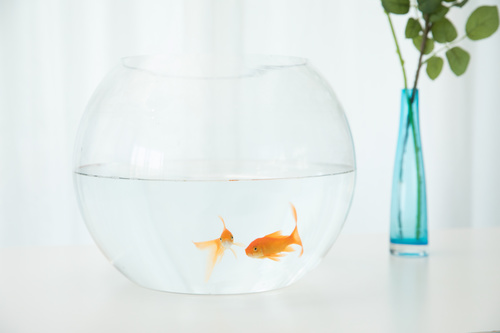Goldfish in a fish tank Stock Photo 06