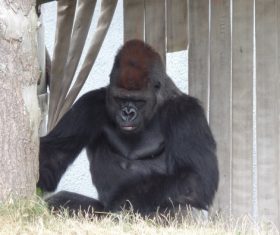 Gorilla in the park Stock Photo 01