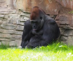 Gorilla in the park Stock Photo 02