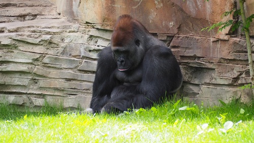 Gorilla in the park Stock Photo 02