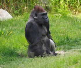 Gorilla in the park Stock Photo 03