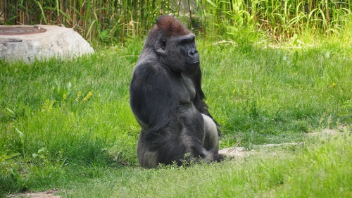 Gorilla in the park Stock Photo 03