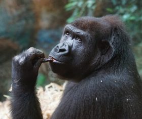 Gorilla in the park Stock Photo 04