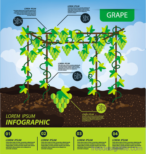 Grape infographic template vector material