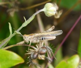 Grasshopper macro photography Stock Photo 01
