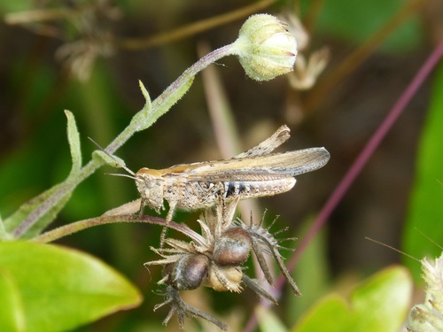 Grasshopper macro photography Stock Photo 01