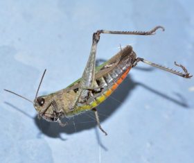 Grasshopper macro photography Stock Photo 02