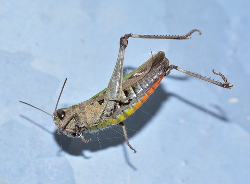 Grasshopper macro photography Stock Photo 02