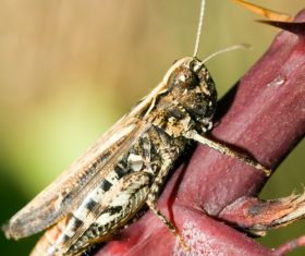 Grasshopper macro photography Stock Photo 03