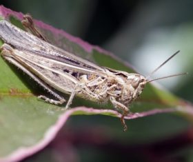 Grasshopper macro photography Stock Photo 04