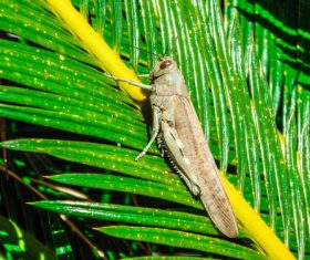 Grasshopper macro photography Stock Photo 05