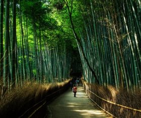Green bamboo forest Stock Photo 01