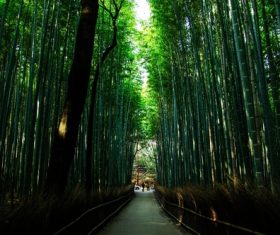 Green bamboo forest Stock Photo 02