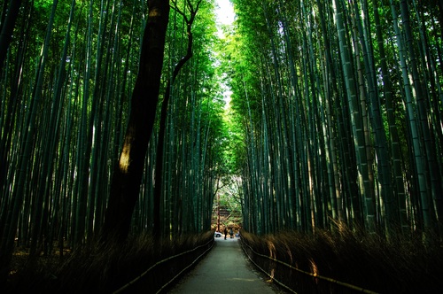 Green bamboo forest Stock Photo 02