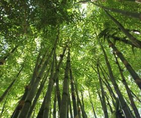 Green bamboo forest Stock Photo 03