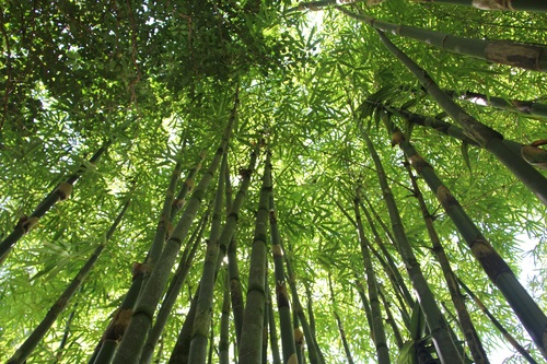 Green bamboo forest Stock Photo 03