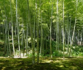 Green bamboo forest Stock Photo 04