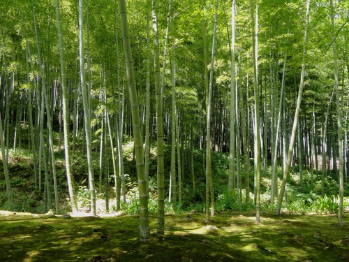 Green bamboo forest Stock Photo 04